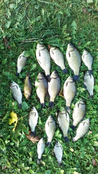 Crucian carp ×16