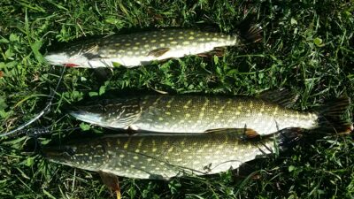 Northern Pike ×3 — Sidabravo