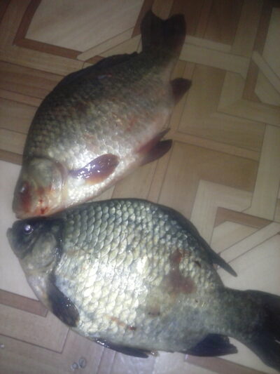 Crucian carp, 0.7 kg — Mielaičių