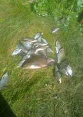 Carp bream, 3.0 kg — Lydekis