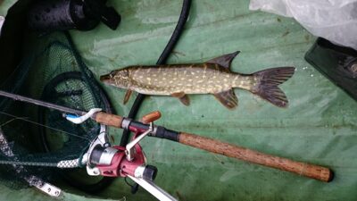 Northern Pike, 0.8 kg — Žeimena
