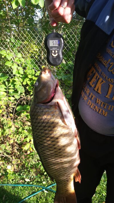 Carp, 5.3 kg