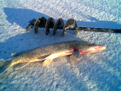 Northern Pike, 1.2 kg — Mūša