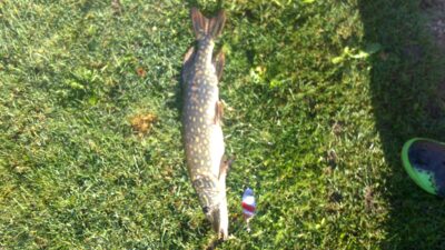 Northern Pike, 1.2 kg — Lazdininkų