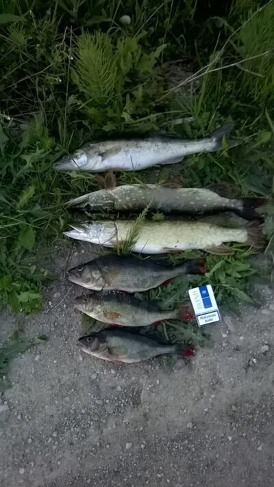 Pike perch, 1.2 kg — Beržėnų