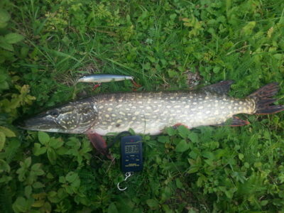 Northern Pike, 3.8 kg — Pikeliškiai