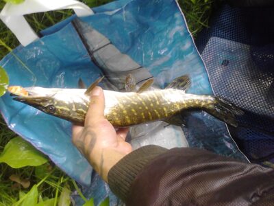 Northern Pike — Juosta