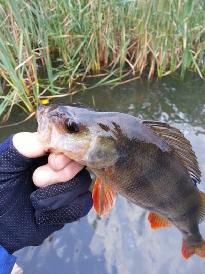 Eurasian perch, 0.4 kg — Danė