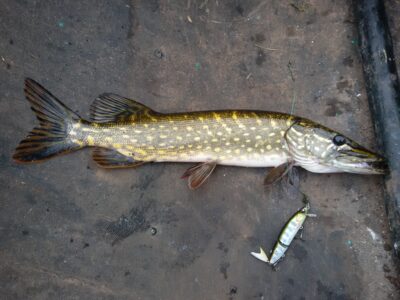 Northern Pike ×3 — Ekrano gamyklos