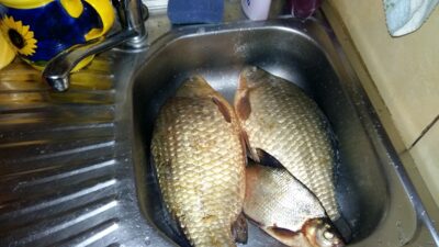 Prussian carp, 2.1 kg
