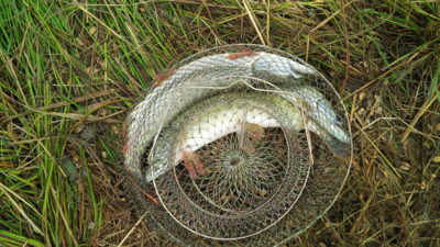 Northern Pike ×3