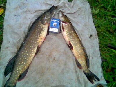 Northern Pike, 2.3 kg — Joniškio I-asis