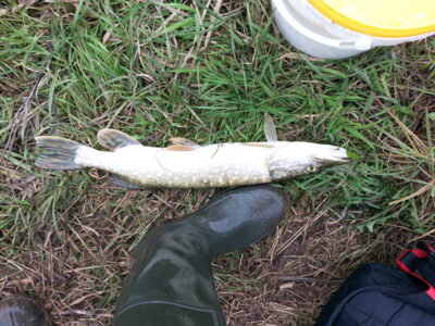 Northern Pike, 1.2 kg — Janušonių