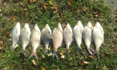 Carp bream ×9