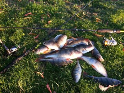 Eurasian perch ×14 — Minija