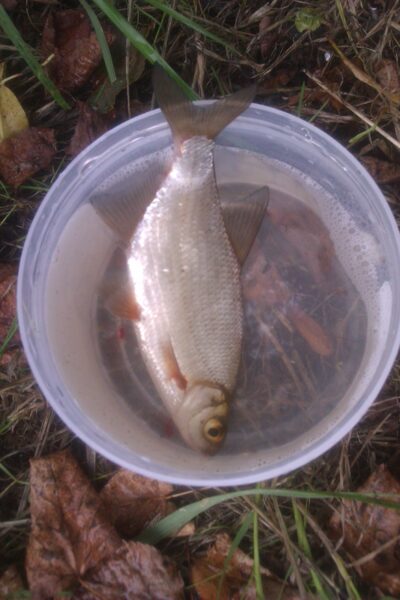 Silver Bream — Pastovėlis