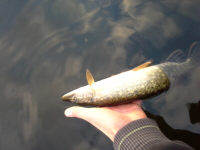 Northern Pike ×4