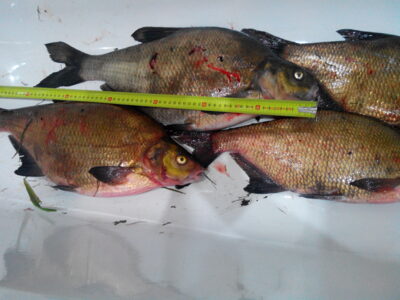 Carp bream, 3.1 kg — Lėvuo