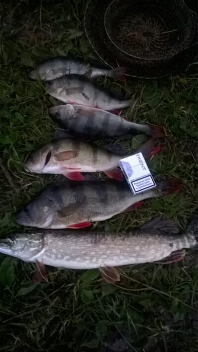 Eurasian perch ×6 — Beržėnų