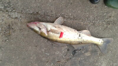 Pike perch, 3.5 kg — Kaunas reservoir