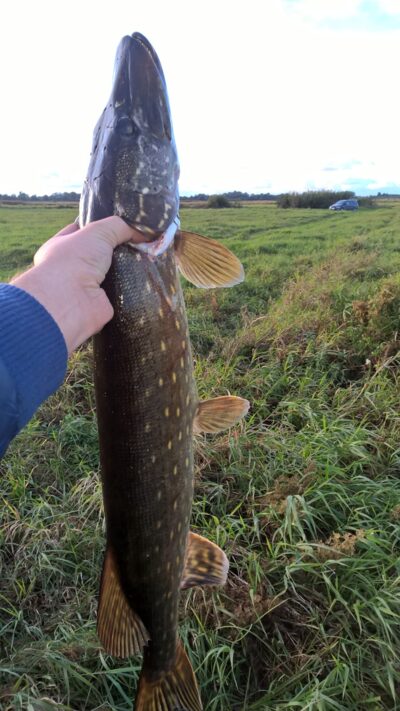 Northern Pike, 2.9 kg