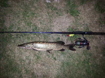 Northern Pike — Pikeliškiai