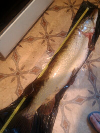 Northern Pike, 7.0 kg