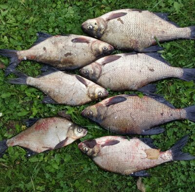 Carp bream ×7 — Kiaunas