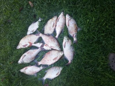 Carp bream ×11 — Kuršių