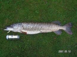Northern Pike, 1.6 kg — Surmius