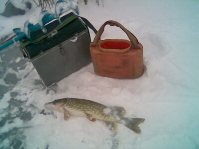 Northern Pike, 1.4 kg — Tērvete