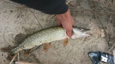 Northern Pike
