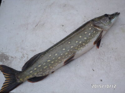 Northern Pike, 1.9 kg — Plikių