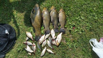 Tench, 4.5 kg