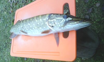 Northern Pike, 2.3 kg — Elektrėnai reservoir