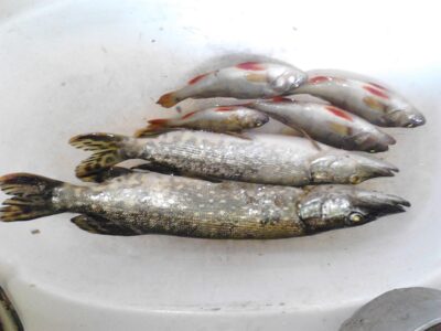 Northern Pike — Juosta