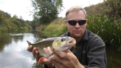 chub — Širvinta