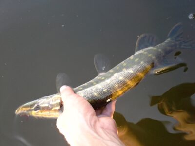 Northern Pike ×7