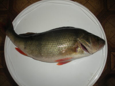Eurasian perch, 0.6 kg — Kiemelių