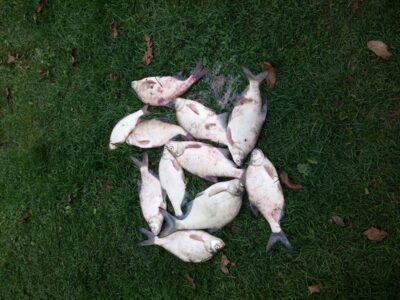 Carp bream ×10 — Kuršių