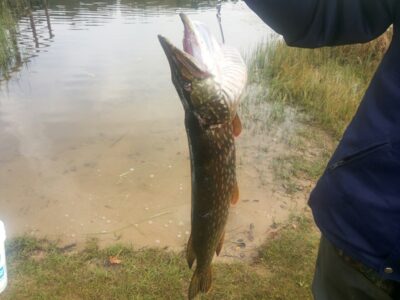 Northern Pike, 2.9 kg