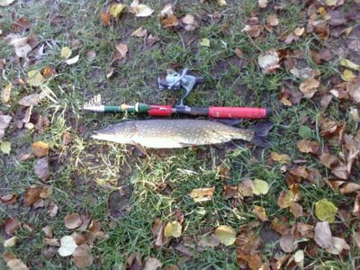 Northern Pike, 1.4 kg — Daunaravos II-asis