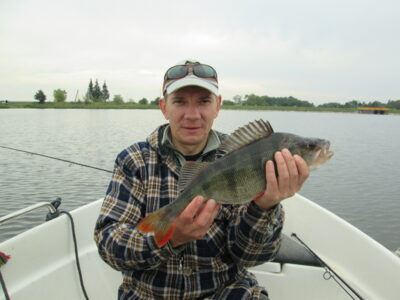 Eurasian perch, 1.3 kg