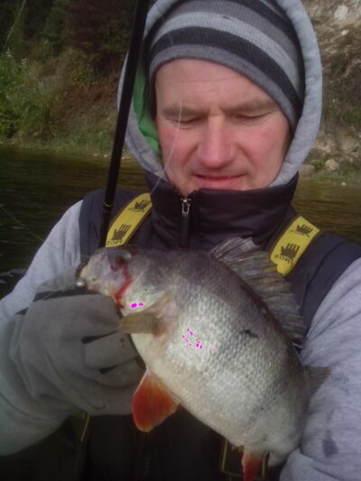 Eurasian perch, 0.9 kg — Kaunas reservoir