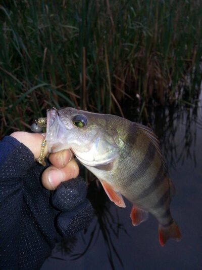 Eurasian perch, 0.2 kg — Danė