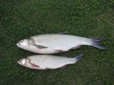 Asp, 4.3 kg — Neman River