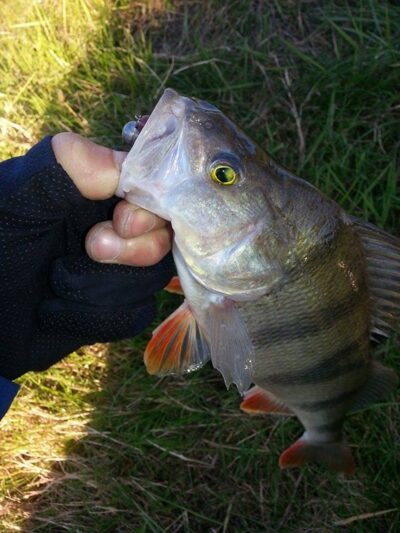 Eurasian perch, 0.5 kg — Minija