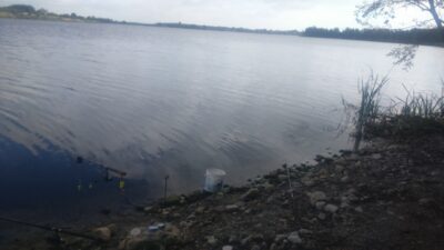 Carp bream