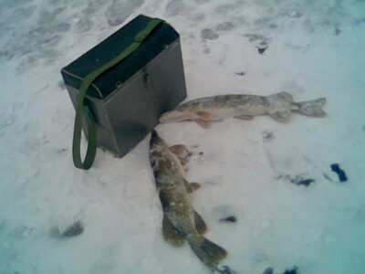 Northern Pike, 1.3 kg — Tērvetes ūdenskrātuve (Gulbju ezers)