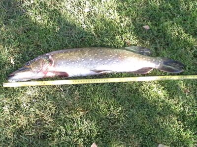 Northern Pike, 2.3 kg — Klykolių